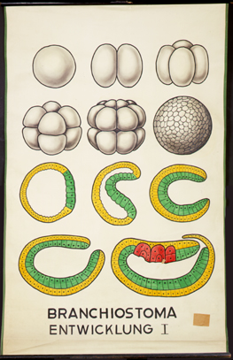 Ac 05-Branchiostoma Entwicklung I.jpg