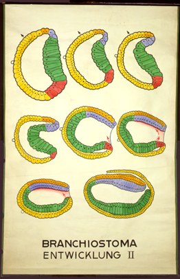 Ac 06-Branchiostoma Entwicklung II.jpg