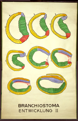 Ac 06-Branchiostoma Entwicklung II.jpg