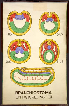 Ac 07-Branchiostoma Entwicklung III.jpg