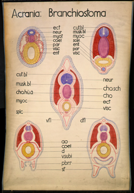 Ac 09-Acrania.jpg