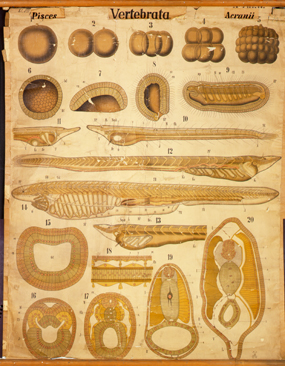 Ac 10 Vertebrata, Pisces, Acrania.jpg