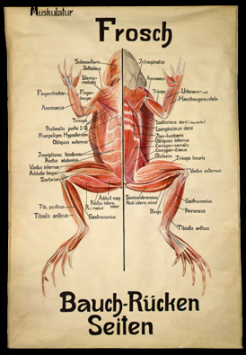 Am 03 Frosch, Bauch-, Rückenseiten.jpg