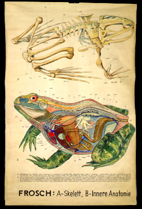 Am 04 Frosch, a) Skelett B) Inn. Anatomie.jpg