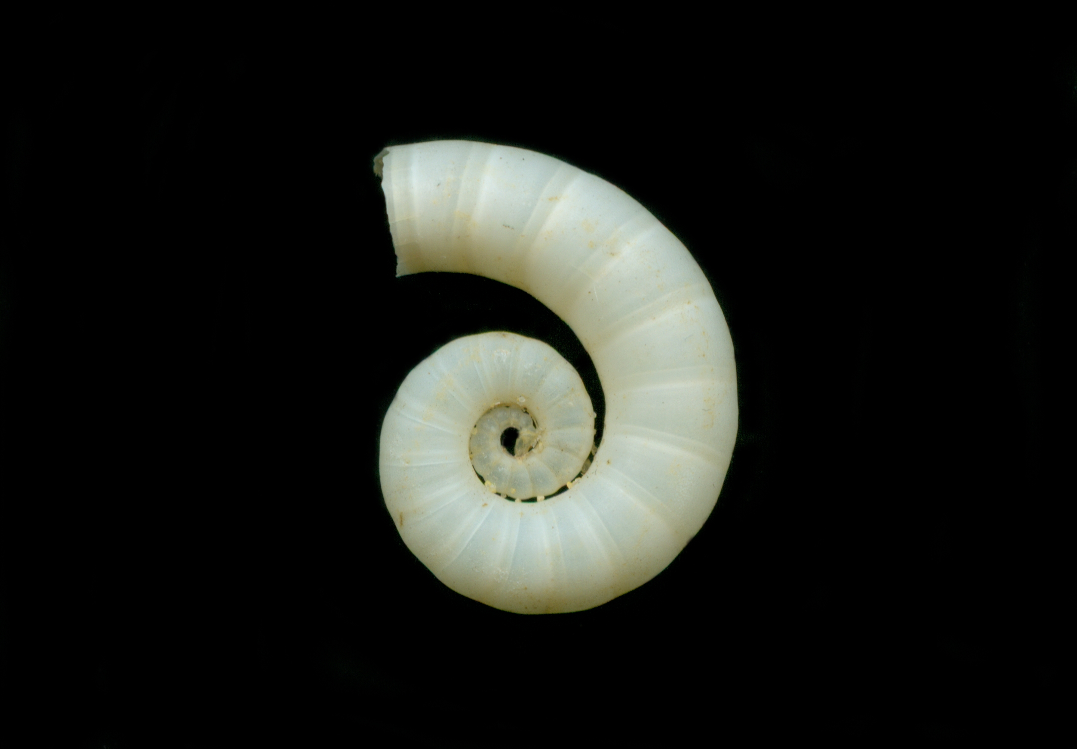 Spirula