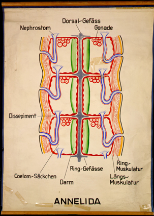 An 02-Annelid.jpg