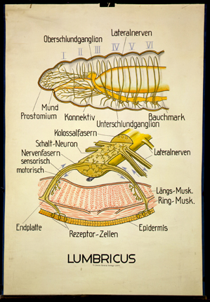 An 14-Lumbricus.jpg