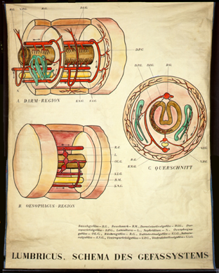 An 16-Lumbricus Gefäßschema.jpg