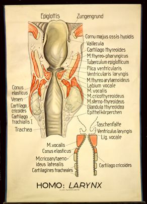 Atm 01 Homo, Larynx.jpg