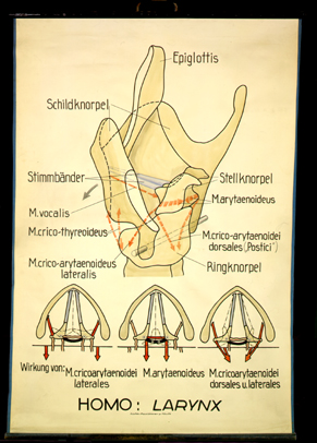 Atm 02 Homo (Larynx).jpg