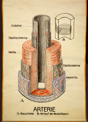 Blu 02 Arterie, schematisch.jpg