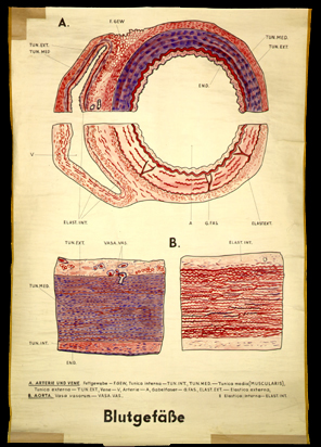 Blu 03 Blutgefäße.jpg