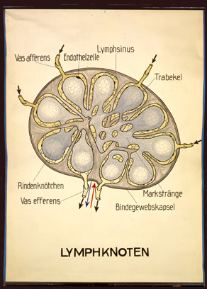 Blu 04 Lymphknoten.jpg