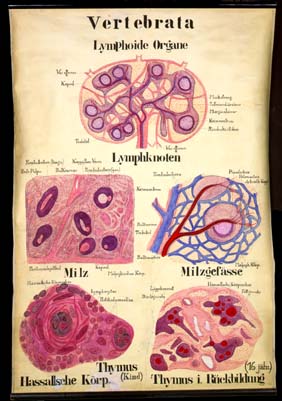 Blu 05 Vertebrata, Lymphoide Organe.jpg