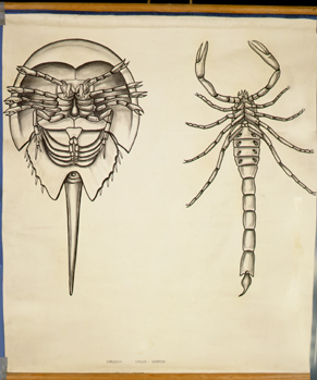 Che 02-Limulus skorpion.jpg