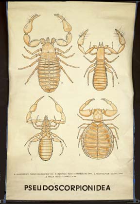 Che 10-Pseudoscorpionidea.jpg