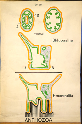 Anthozoa