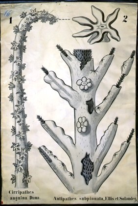 Hexactinia