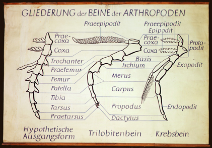 EA 01-Beine der Arthropoden.jpg