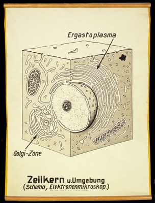 CyHi 01 Zellkern und Umgebung.jpg