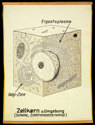 CyHi 01 Zellkern und Umgebung.jpg