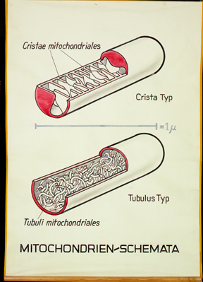 CyHi 02 Mitochondrien-Schemata.jpg