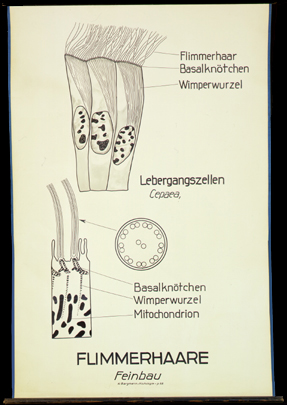 CyHi 04 Flimmerhaare, Feinbau.jpg