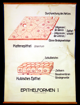 CyHi 05 Epithelformen I.jpg