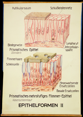 CyHi 06 Epithelformen II.jpg