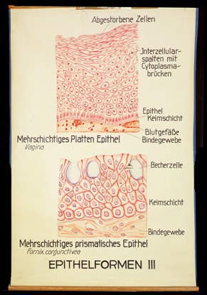 CyHi 07 Epithelformen III.jpg