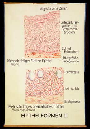 CyHi 07 Epithelformen III.jpg