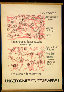 CyHi 08 Ungeformte Stützgewebe I.jpg