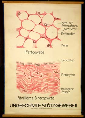 CyHi 09 Ungeformte Stützgewebe II.jpg