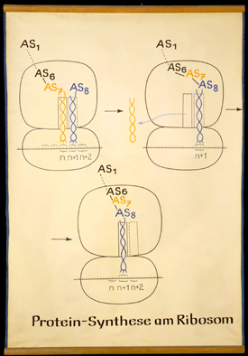 Protein-Synthese am Ribosom.jpg