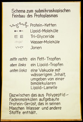 submikroskopischer Feinbau des Protoplasmas Texttafel.jpg