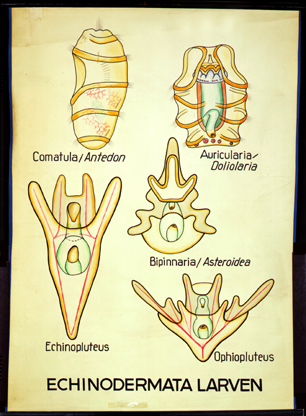 Ec 01-Echinodermata Larven.jpg