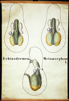 Ec 02-Echinodermen Metamorphose I.jpg
