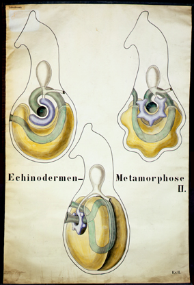 Ec 03-Echinodermen Metamorphose II.jpg