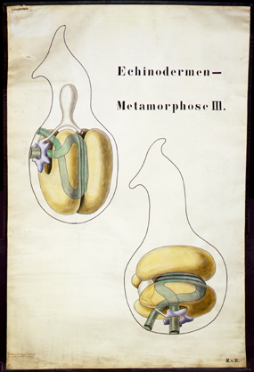 Ec 04-Echinodermen Metamorphose III.jpg