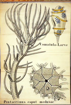 Ec 05.Crinoidea.jpg