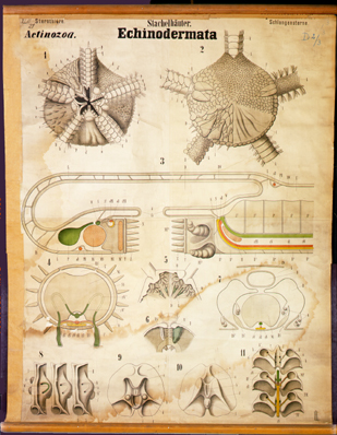 Ec 06-Echinodermata.jpg