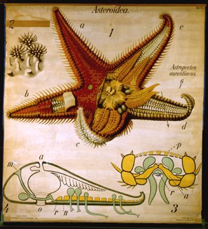 Ec 07-Asteroidea.jpg