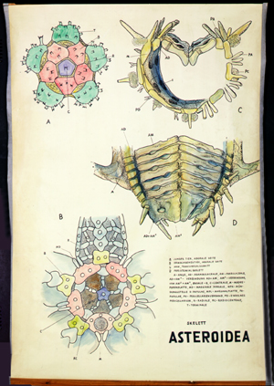 Ec 08-Asteroidea Skelett.jpg