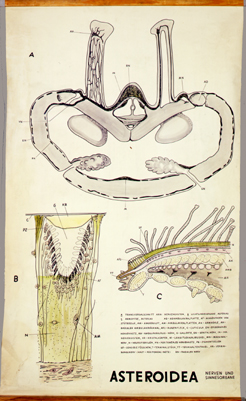 Ec 09-Asteroidea.jpg