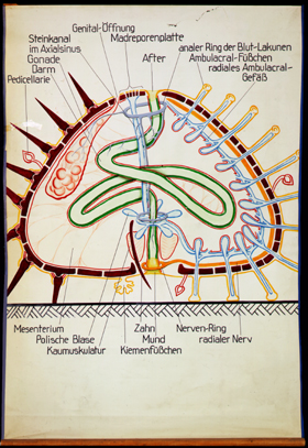 Ec 10-Seeigel Schema.jpg