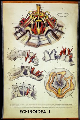 Ec 12-Echinoidea I.jpg