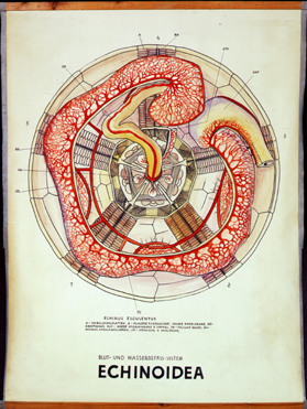 Ec 13 Echinoidea.jpg