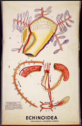 Ec 14-Echinoidea.jpg