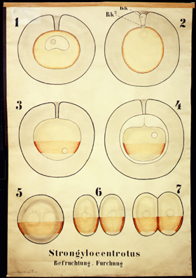 Ec 15-Strongylocentrotus.jpg