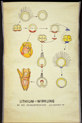 Ec 17-Lithiumwirkung Seeigelentwicklung.jpg